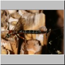 Perithous speculator - Schlupfwespe 01e 10mm.jpg